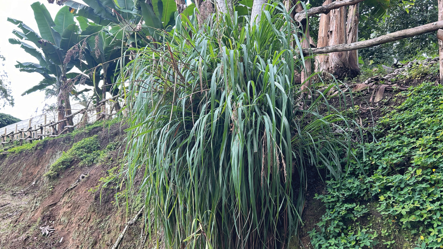 Panaca