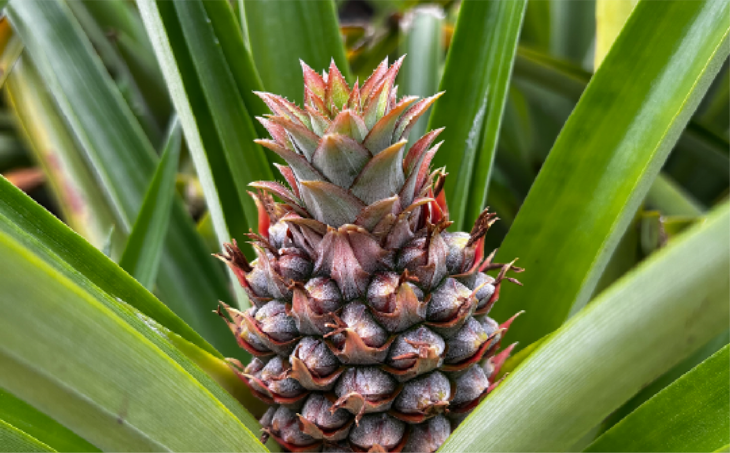 imagenCarruselPAnaca