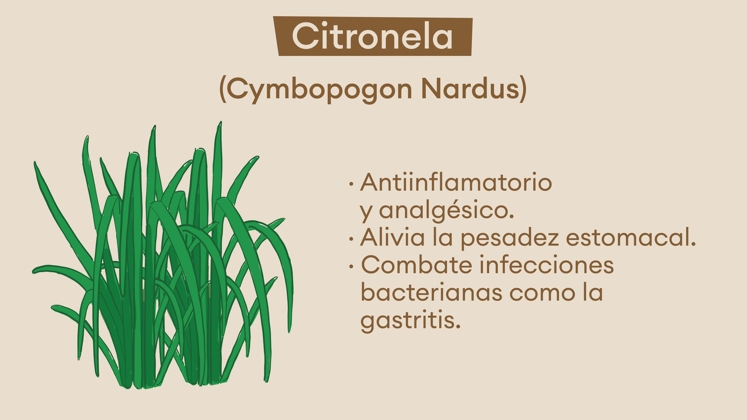 Panaca