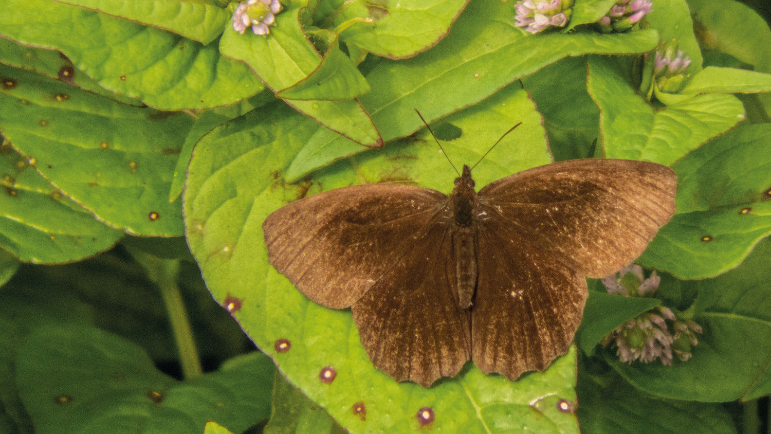 imagenCarruselPAnaca