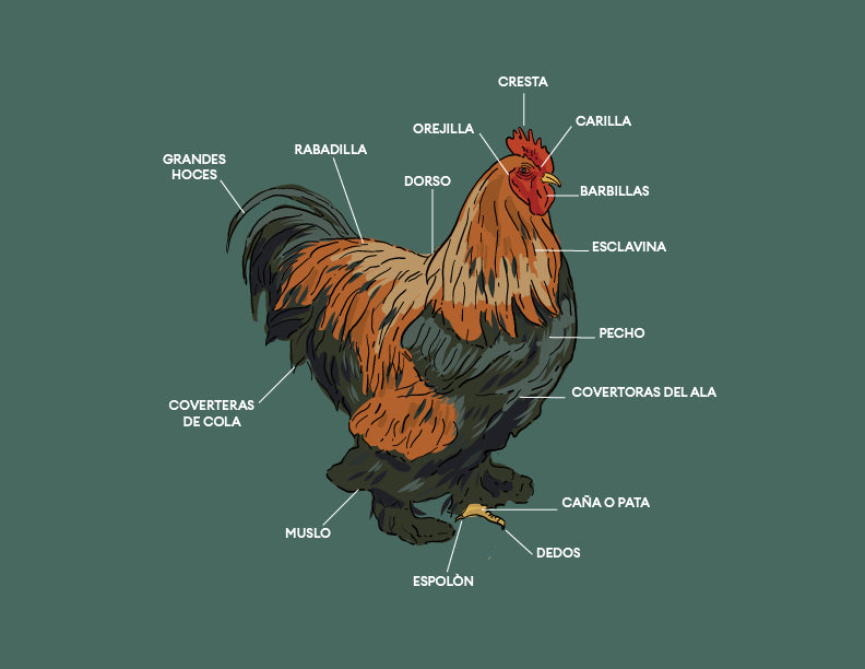 Panaca