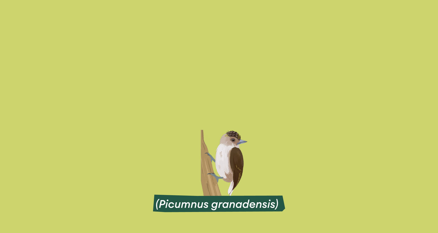 PanacaImagenes