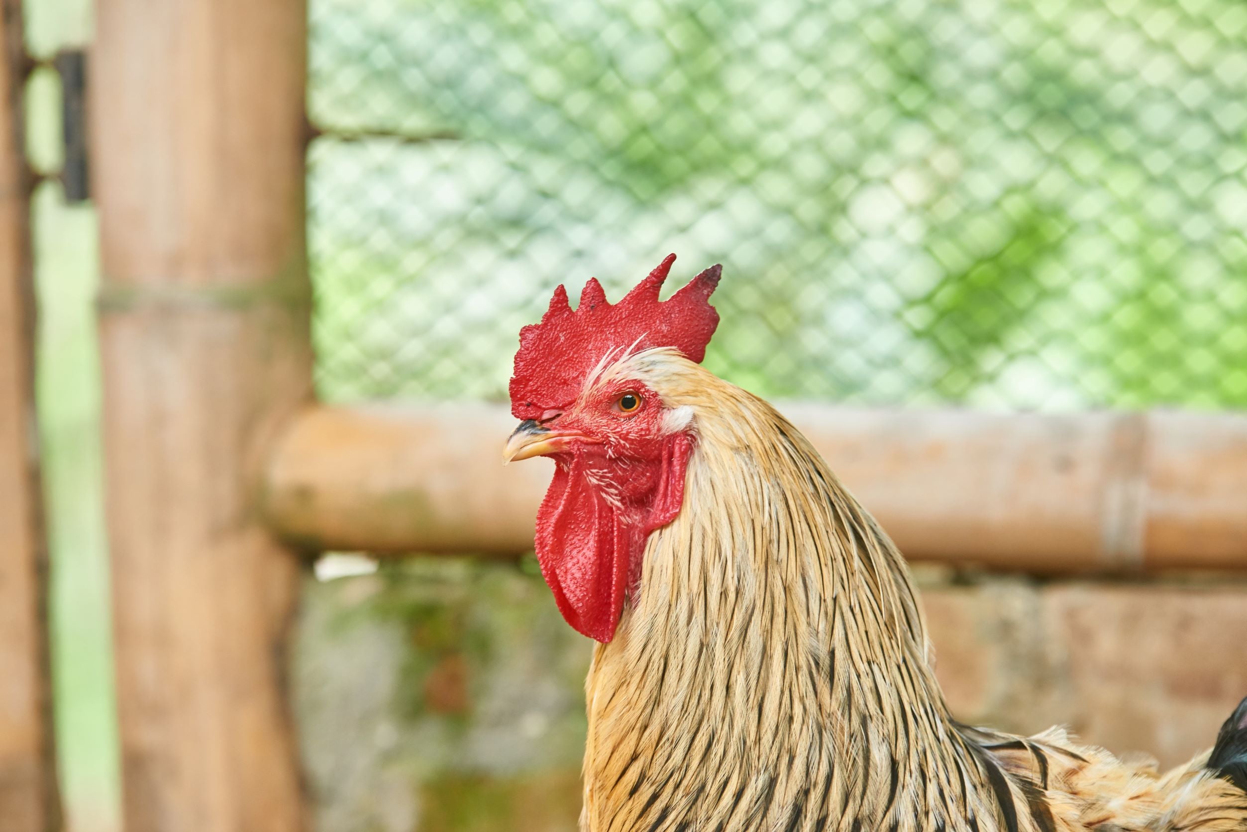 PanacaAnimales