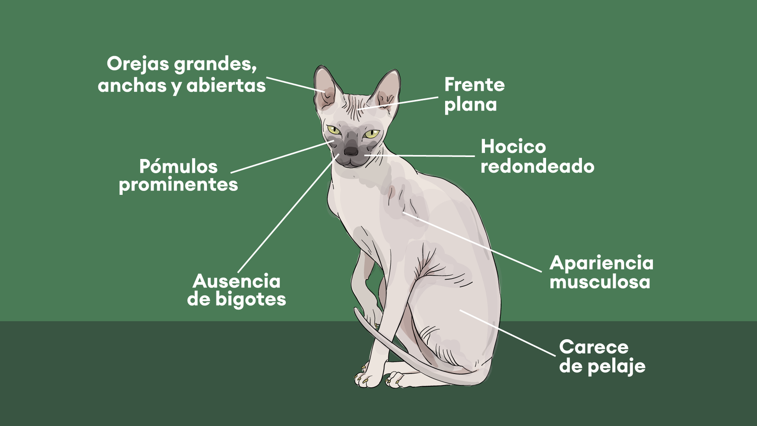 Panaca