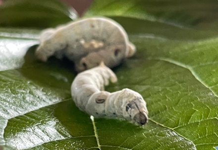 MapaPanaca