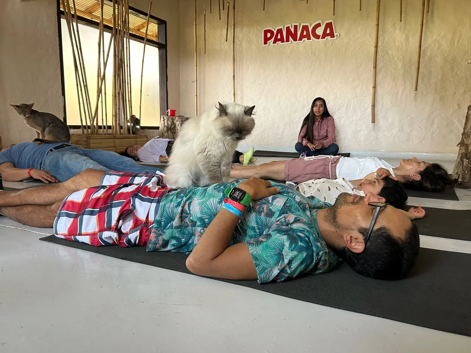 Meditation with cats at PANACA