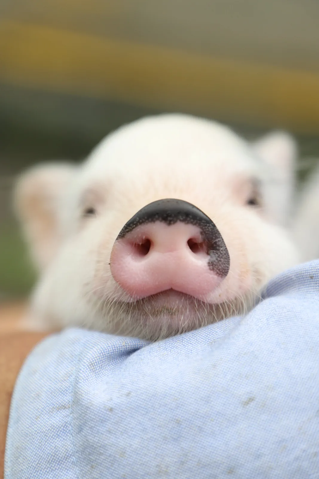 PANACA Pig Farming Station